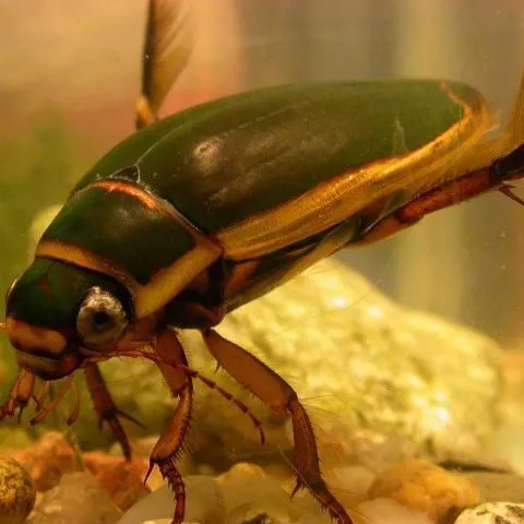 thumbnail for publication: Predaceous Diving Beetles as Pets and the Self-Cleaning Aquarium